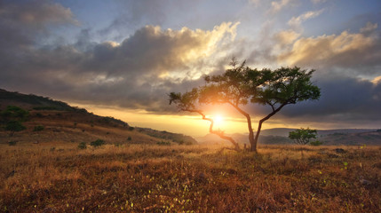 Fototapeta na wymiar Beautiful landscape with nobody tree in Africa