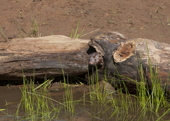 Mink Peeking our of Log
