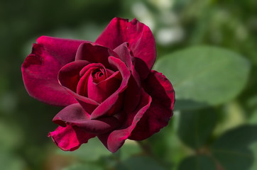 rote rose