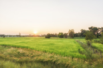 Fototapeta na wymiar Paddy jasmine rice farm in Thailand