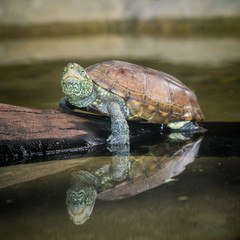 Obraz premium The turtle.