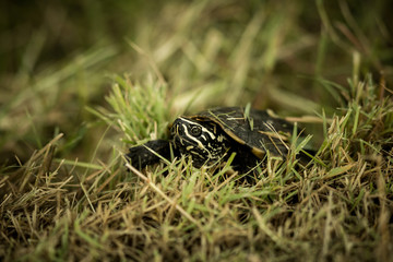 The Snail-eating turtle.