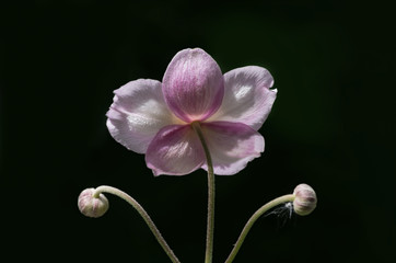 Blüte