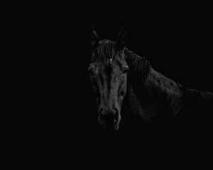 Plakat Portrait of a beautiful black stallion on a black background