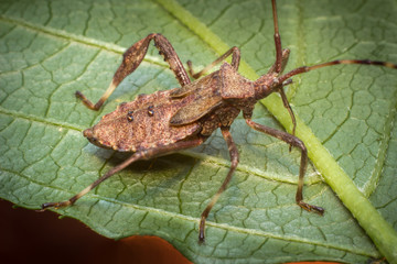 Helmeted Squash Bug