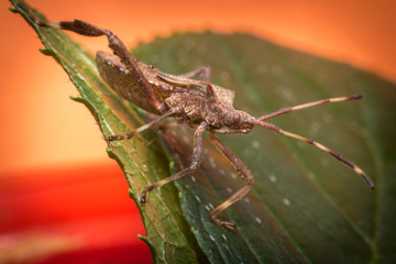 Helmeted Squash Bug