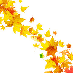 Falling multicolored autumn maple leaves on white background