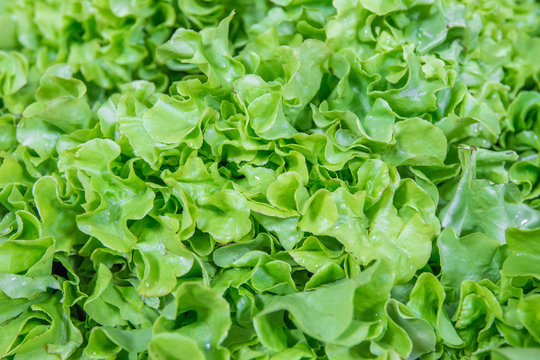 Fresh green lettuce salad background.