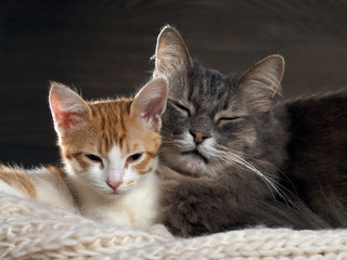 Big gray cat and a small white and red kitten lying together on a knitted rug. Cats symbol of comfort, home comfort, stability and tranquility