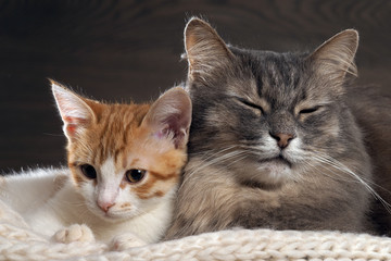 Big gray cat and a small white and red kitten lying together on a knitted rug. Cats symbol of comfort, home comfort, stability and tranquility