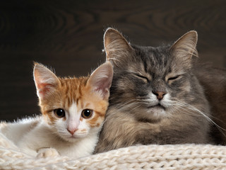 Fototapeta na wymiar Big gray cat and a small white and red kitten lying together on a knitted rug. Cats symbol of comfort, home comfort, stability and tranquility