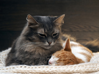 Fototapeta na wymiar Big gray cat and a small white and red kitten lying together on a knitted rug. Cats symbol of comfort, home comfort, stability and tranquility