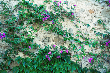 Old wall overgrown by climbing flowers