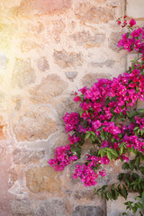 Rustic stone wall with colorful blossoms of bougainvillea flower