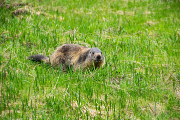 Marmot in the grass