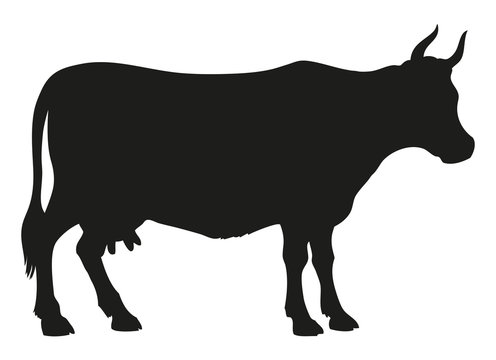 Cow. Vector drawing