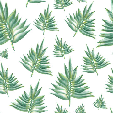 Leaves green fern pattern on the white background