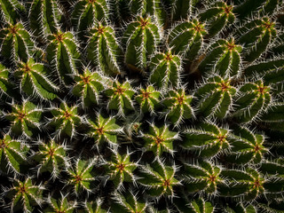 Cactuses in the Cactus Garden