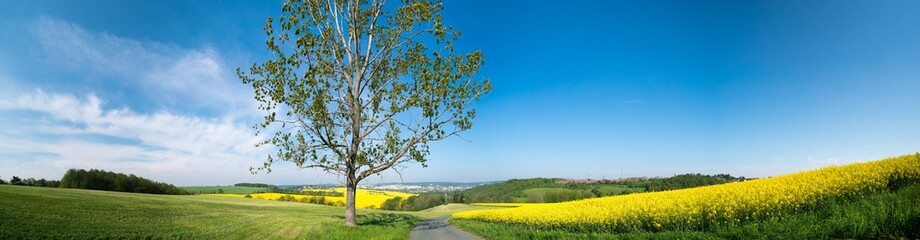 Obraz premium Tree and rape field panorama