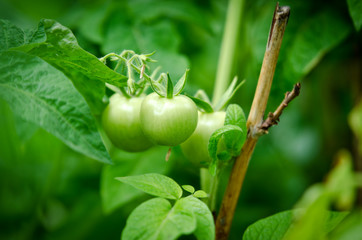 Unripe green tomatoes on a branch