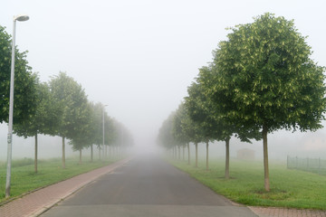 Fototapeta na wymiar Park in early morning fog