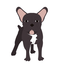 flat design french bulldog icon vector illustration