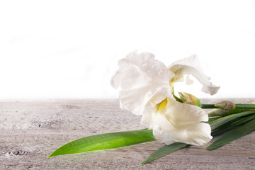 big white flower iris on a light wooden background