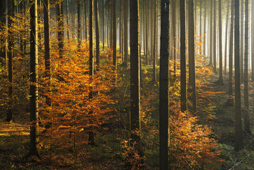 Autumn, Forest Illuminated by Sunbeams through Fog, Leafs Changing Colour, real photograph, no composing