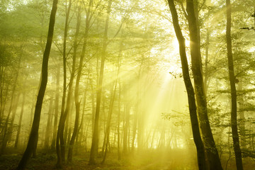 Forest of Deciduous Trees Illuminated by Sunbeams through Fog, real photograph, no composing