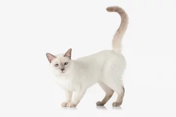 Abwaschbare Fototapete Katze Kätzchen. Thailändische Katze auf weißem Hintergrund