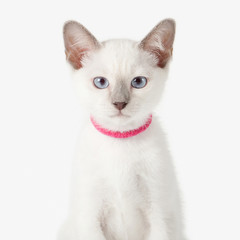 Kitten. Thai cat on white background