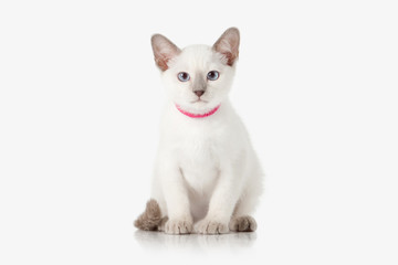 Kitten. Thai cat on white background