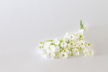 bouquet of small white flowers on a light background