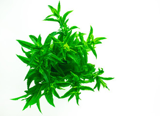 Fresh spearmint herb