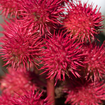 Wunderbaum, Rizinus, Ricinus communis,  Bl&uuml;ten, 