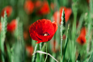 red poppy field