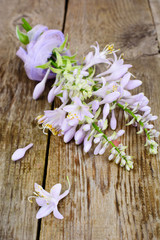 Flowers Hosts Natural Photo