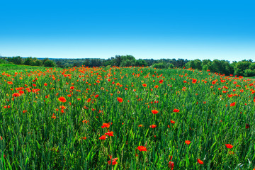 red poppy field