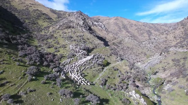 Sheep muster on high country New Zealand farm