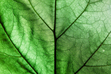 Naklejka na ściany i meble macro green leaves