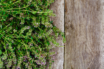 Flowers and Stems of Thyme