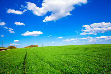 Fototapeta premium Green Field and Beautiful Sunset