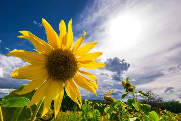 Abwaschbare Fototapete Sonnenblume Zwei Sonnen