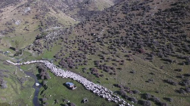 Sheep muster on high country New Zealand farm