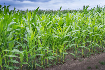 Obraz premium Maisfeld