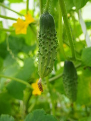 young cucumber growing in garden