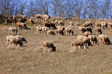 Flock of sheep