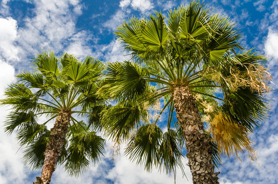 Palms agaist Blue Sky