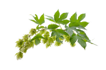 hop on the white background