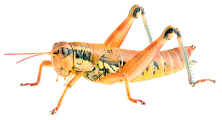 Short-horned grasshopper Podisma pedestris isolated on white background, lateral view.